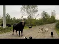Download Lagu Mandalar Köpekleri Ziyarete Geldi