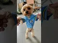 Download Lagu 🐶⚾Even our furry fans are repping custom jerseys!Ready to suit up?👉 higoidea.com#CustomPetJersey