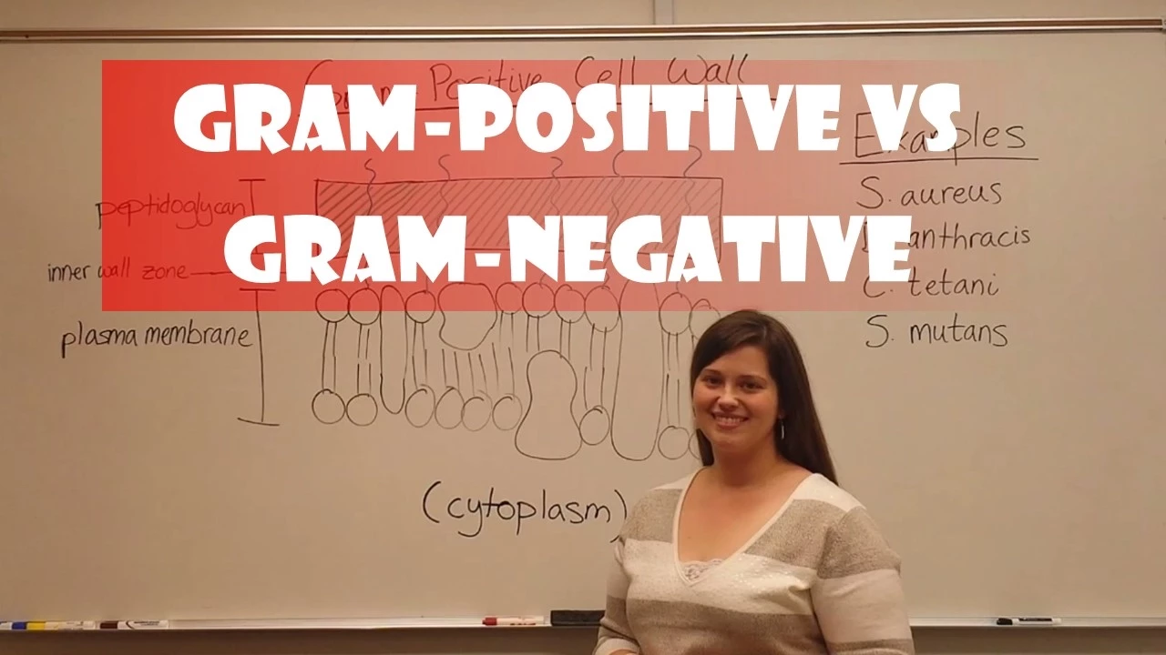 Gram Positive and Gram Negative Bacteria