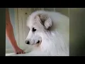 Learning Cross Your Paws - Great Pyrenees