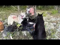 Tiny Pomsky Sumi Meets a GIANT Dog for the First Time!