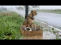 Lagu Kind Girl Rescues Abandoned Cheetah family in the Heavy Rain