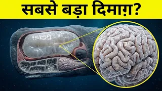 दुनिया में सबसे बड़ा दिमाग़ किस जानवर का हैं ?