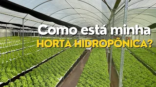 O que estou fazendo na minha horta?
