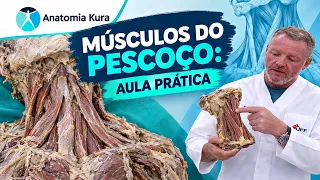 Músculos do pescoço: aula prática