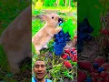 Download Lagu kelinci lucu