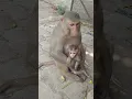 desi monkey baby #bandar #monkey #monkeyvideo