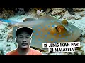 Download Lagu 12 Jenis Ikan Pari di Malaysia