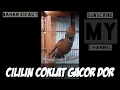 Lagu Masteran Mewah Cililin Gacor Dorr   #cililin #cililingacor #masterancililingacor  #masterancililin
