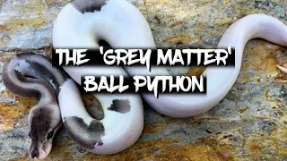 The Incredible Grey Matter Ball Python