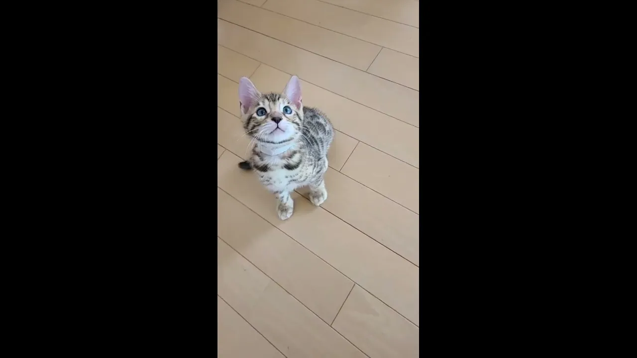 動画
