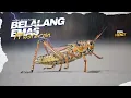 Masteran Belalang Emas Jernih Jeda Panjang