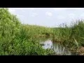 Airboat Tour Central Florida Everglades Kenansville Florida