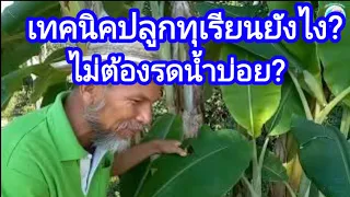 เทคนิคการปลูกทุเรียนยังไง?ไม่ต้องรดน้ำบ่อย?#ดูง่ายดูสบาย