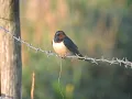 Download Lagu De boerenzwaluw - Het dier van de maand