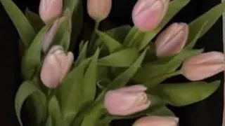 يلا ناموا مدرسة الإجازات مخلصة شاشه سوداء بدون حقوق  جديد  ترند  ترند تيك توك بدون موسيقى  دندنها
