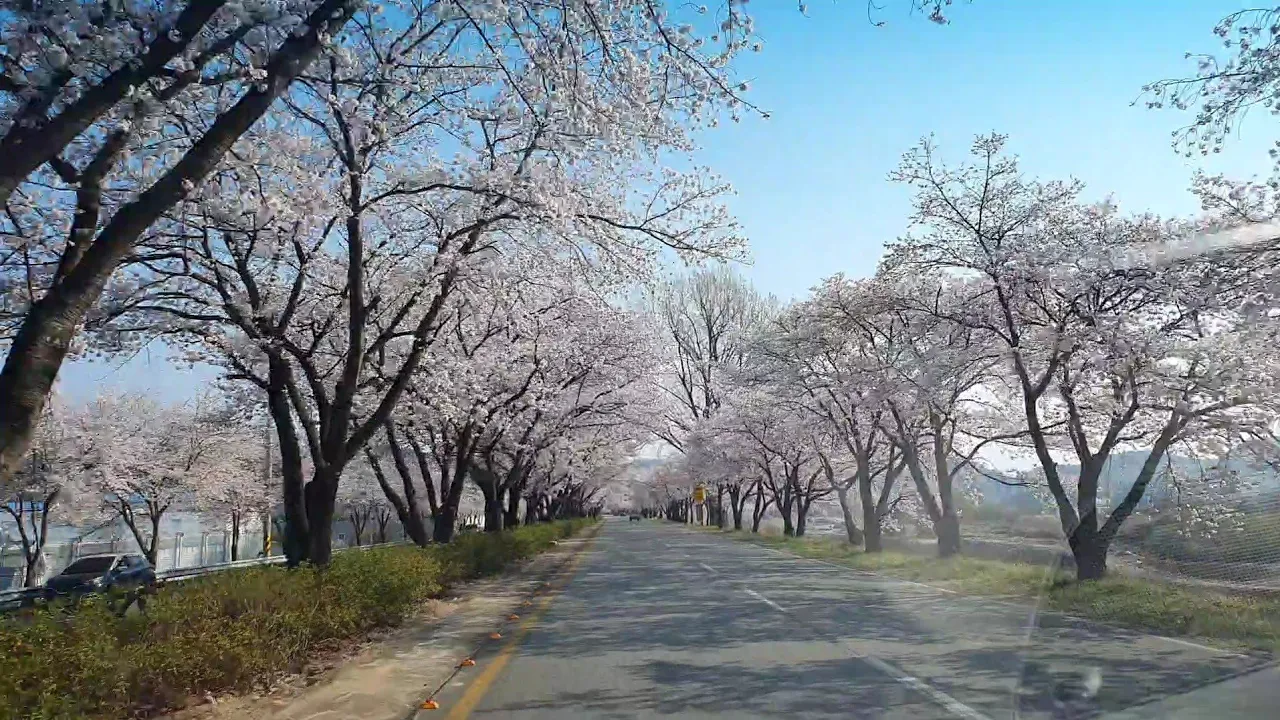 합천백리벚꽃길 합천읍~합천영상테마파크~회양관광지~조정지댐~합천읍 38km 2022.4.3(일) サムネイル