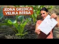Download Lagu Velika Berba Sa Samo JEDNE Gredice - Jesenja Zona