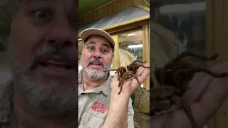 The Biggest Spider On Earth 