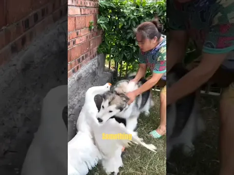 This Is Why Dog Training Is A Must!!!#dogtraining #dogs #dogshorts