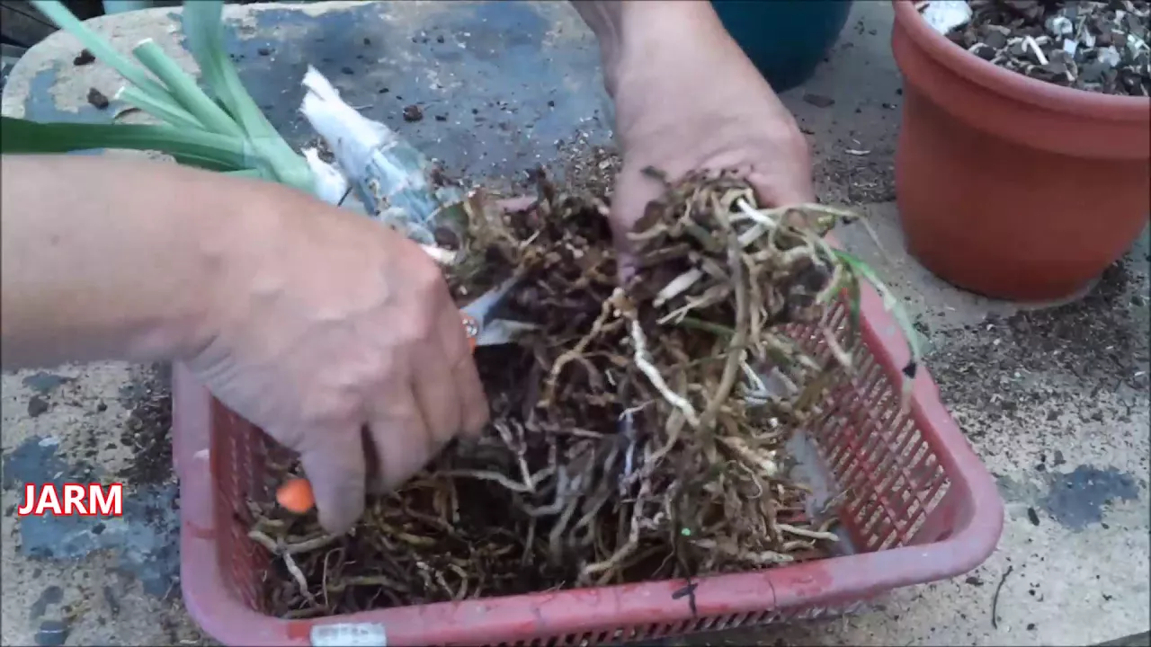 CÓMO CULTIVAR ORQUÍDEAS CATASETUM EN MATERA O MACETA