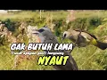 Download Lagu Trucuk BETINA memanggil Jantan Suara Birahi Ngecuplik 100% pancingan trucukan gacor agar