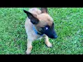 Download Lagu I Was Shocked By These Dogs' Attitudes 😂 Funny Dog Videos 2025