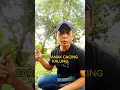 Download Lagu Parts 1 CARI anak CACING KALUNG parts 2 MAKAN CACING MENTAH