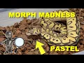 Morph Madness Pastel Ball Python Crazy Combos