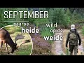 Download Lagu #118 - SEPTEMBER - paarse heide, wild op de weide
