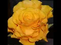 صباح الخير بصوت ام كلثوم