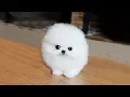 POMERANIAN THE CUTEST DOGS