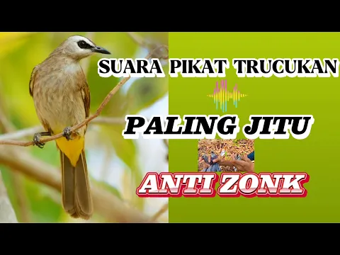 Download MP3 Suara Pikat Trucukan Paling Jitu | Anti Zonk 2024