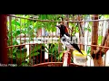 Download Lagu masteran pancingan punglor jali atau anis kembang ngeplong+terapi