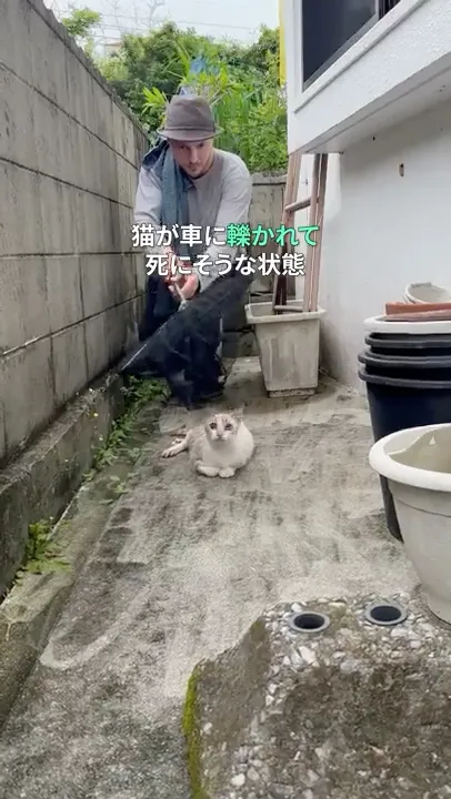 車に轢かれた妊婦猫の救出