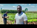 How to apply fertiliser to cabbages 1st 28 days