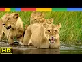 Relentless Enemies of King Lion in Okavango Delta - National Geographic Documentary 2023