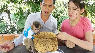 Baby Dodo's Sweet Treat! Happy Monkey Family Enjoys Fresh Honey