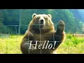 Hello gif to try out