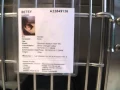 CATS MORRISON COUNTY HUMANE SOCIETY 12 9 14