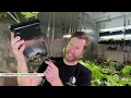 8 LECA Mistakes to Avoid!  Tips for LECA