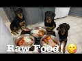 Raw Feeding Rottweilers Raw Food Diet