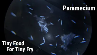 Download How To Culture Paramecium For Fish Fry (Reliable Infusoria) MP3