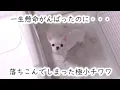 Download Lagu 頑張ってトイレしたのに…報われず落ち込む姿が切なすぎる極小チワワ