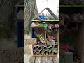Bug House