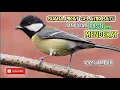 Download Lagu Suara gelatik batu cocok untuk mikat