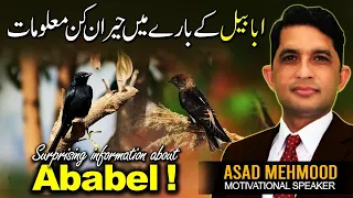 interesting facts about ababil bird common swift ababeel ka waqiya in urdu by dr asad mehmood