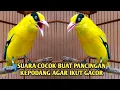 Download Lagu Kepodang emas gacor | Suara burung kepodang gacor ini bisa di jadikan pancingan kepodang malas bunyi