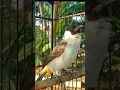 Download Lagu Suara burung kutilang gacor memanggil lawan