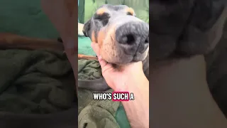 Sleepy girl .. #fyp #dream #doberman #pets #youtube